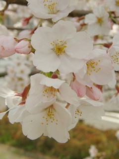 子ども達だけの花見