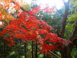 やっとあった紅葉