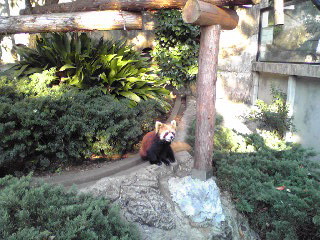 野毛山動物園レッサーパンダ３