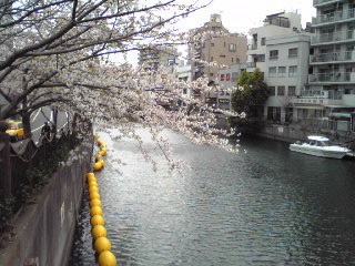 桜・2011年４月８日