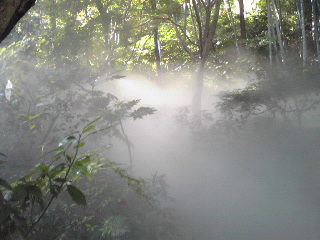 三渓園・霧？？