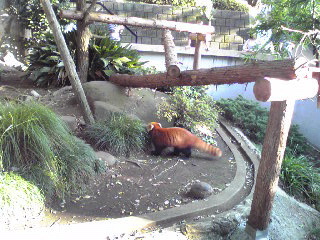 野毛山動物園レッサーパンダ１