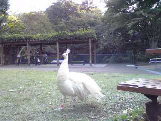 野毛山動物園白い鳥