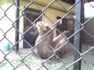野毛山動物園ツガルさん