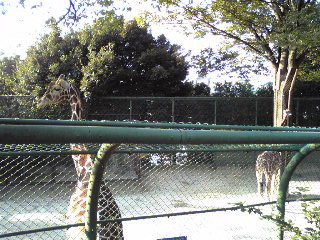 野毛山動物園キリン