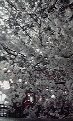 桜♪３