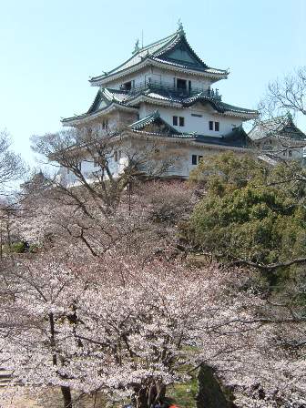 和歌山城さくら