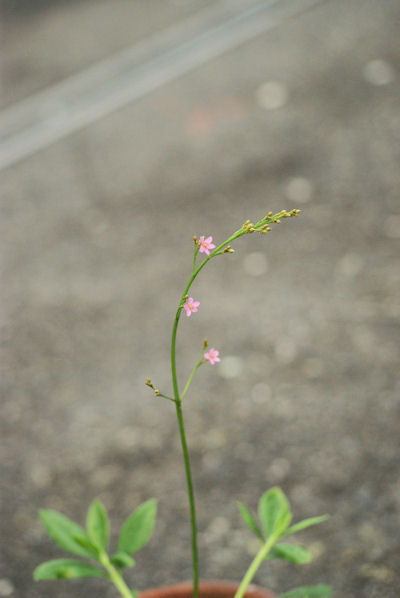 3時草３