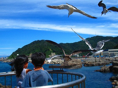 日本海の海の鳥