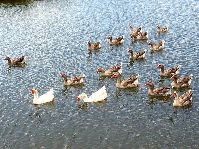 徳良湖の鳥達