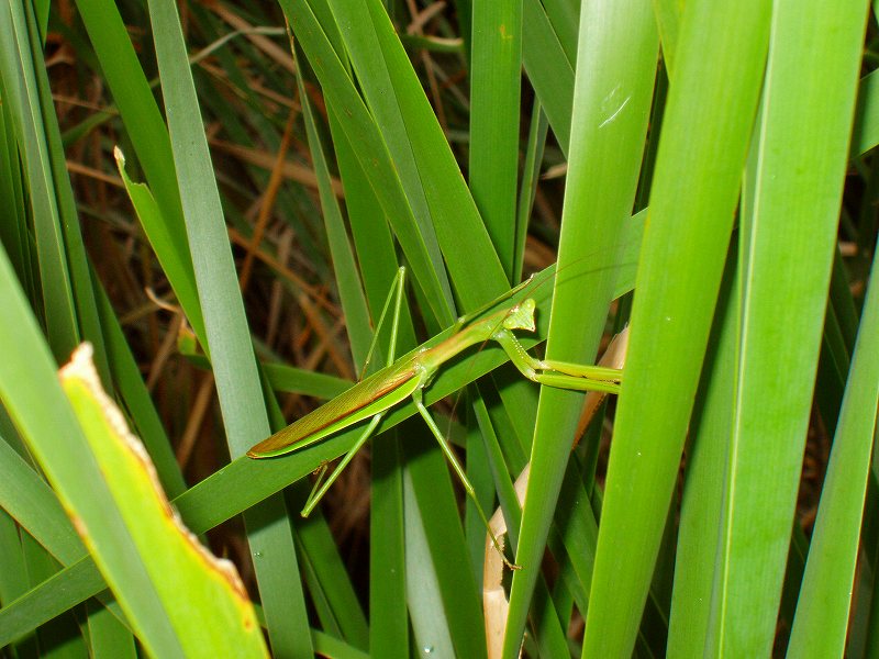 カマキリ-5