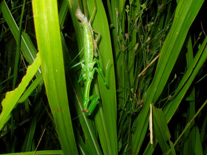 カマキリ-12