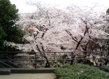 sakura1.jpg