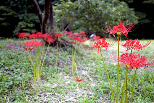 0926_曼珠沙華-4