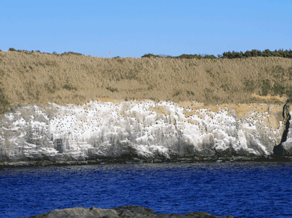 020710_Phalacrocorax-1