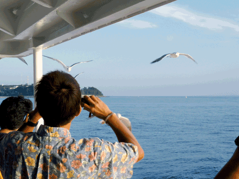 0918_Seagull-1