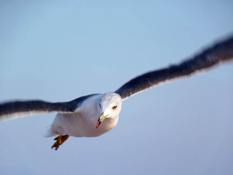 0918_Seagull-2