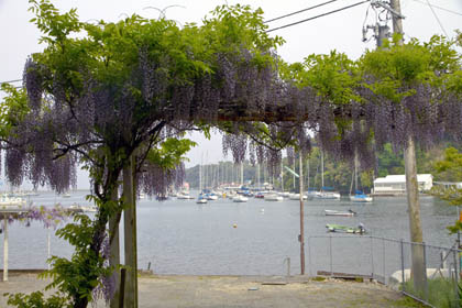 0504_Wisteria-3