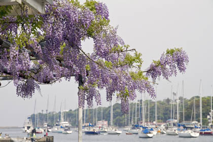 0504_Wisteria-4