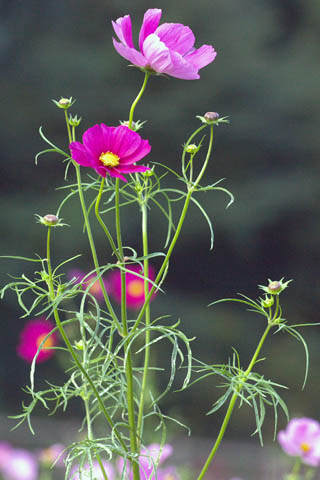 1028_Cosmea-2