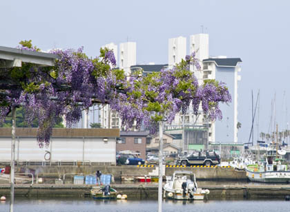 0504_Wisteria-5