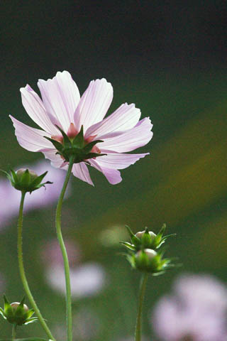 1028_Cosmea-3