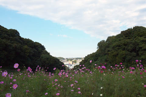 1028_Cosmea-4