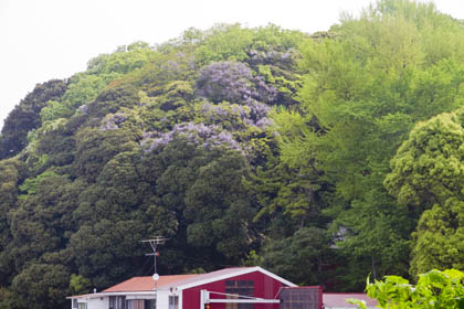 0504_Wisteria-6