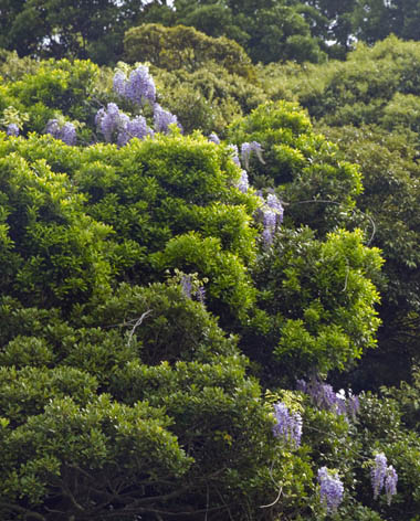 0504_Wisteria-7