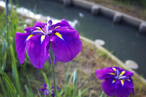 0606_Iris-3