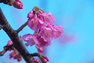 010910_Miura-Cherry-2