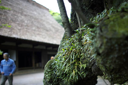 0530_TotoTree-1