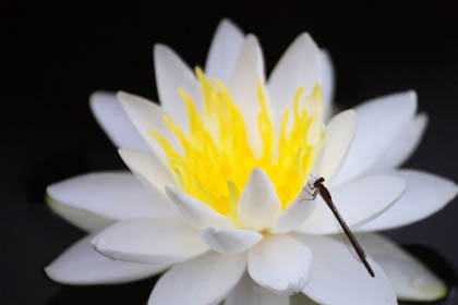 0530_Lotus-2