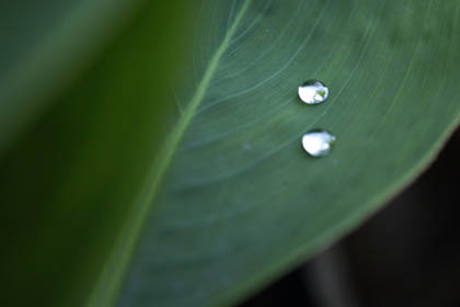 0530_Lotus-3