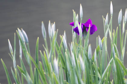 0530_Iris-1