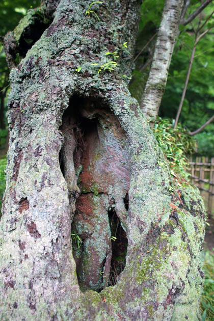 0530_TotoTree-2