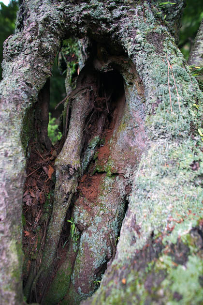 0530_TotoTree-3