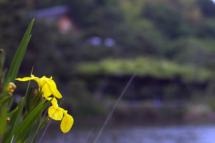 0530_Iris-2