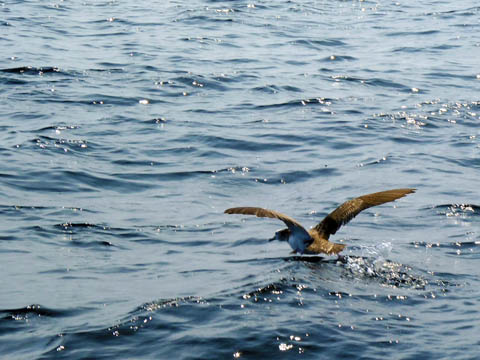 0904_Gull
