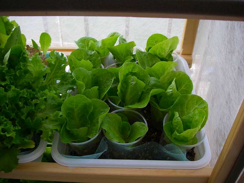 Kitchen garden (6).JPG.jpg