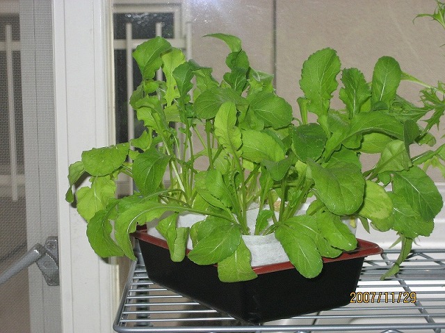 2007.11.29 178.jpg