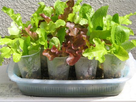 ガーデンレタスミックスの美しさ