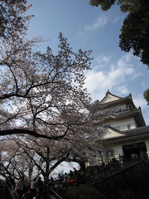 小田原城とさくら