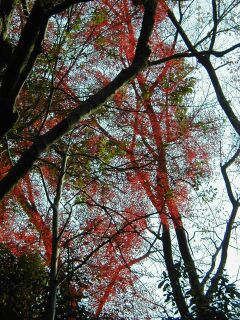 曼殊院途中の紅葉