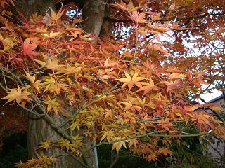 箱根　紅葉　２