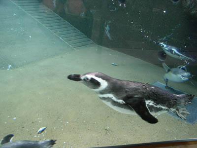 pengintachi