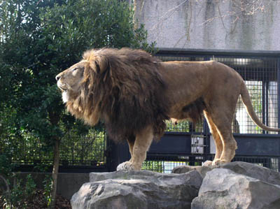 lion