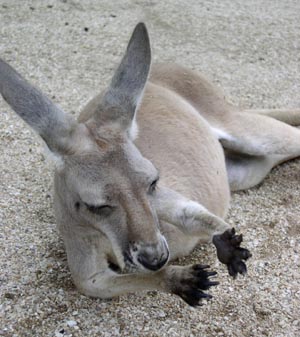 kangaru-