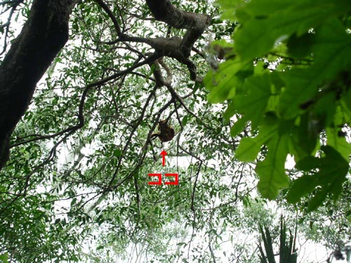 tree-kangaru