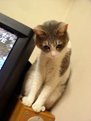 sokoninanigaarundesuka